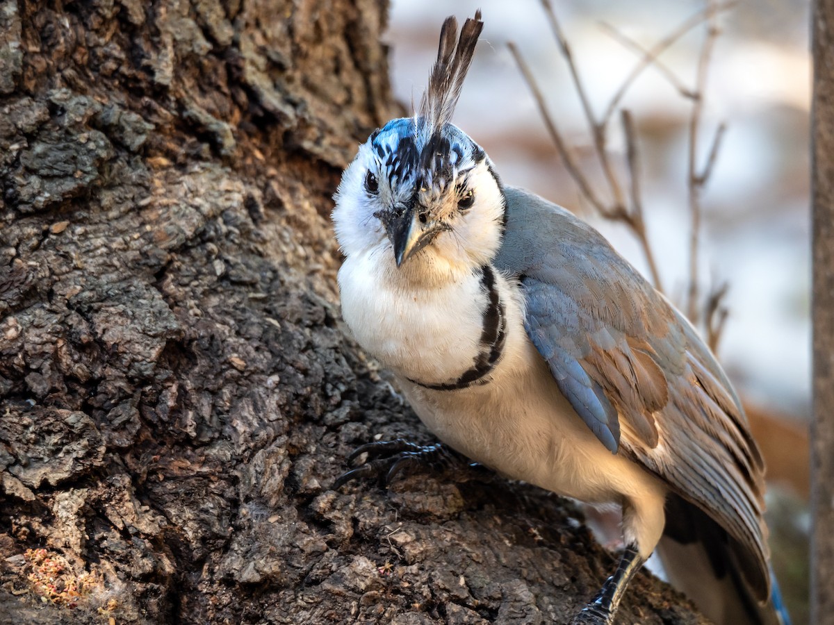 White-throated Magpie-Jay - ML152192621