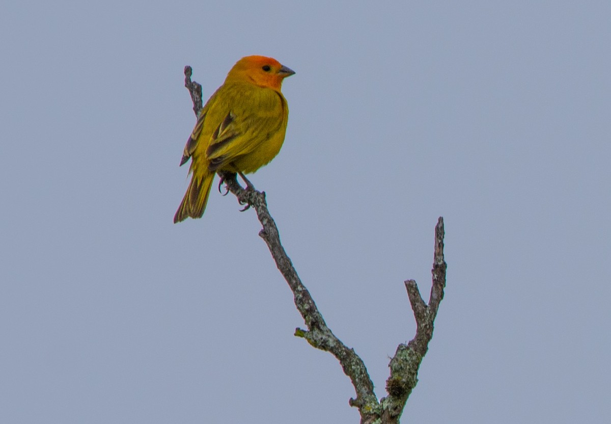 Saffron Finch - Alejandro Alzate Garces