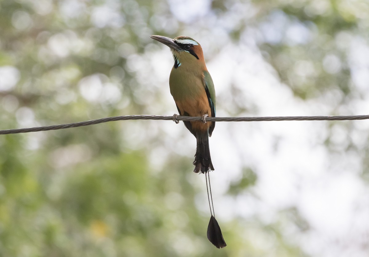 Turquoise-browed Motmot - ML152193101