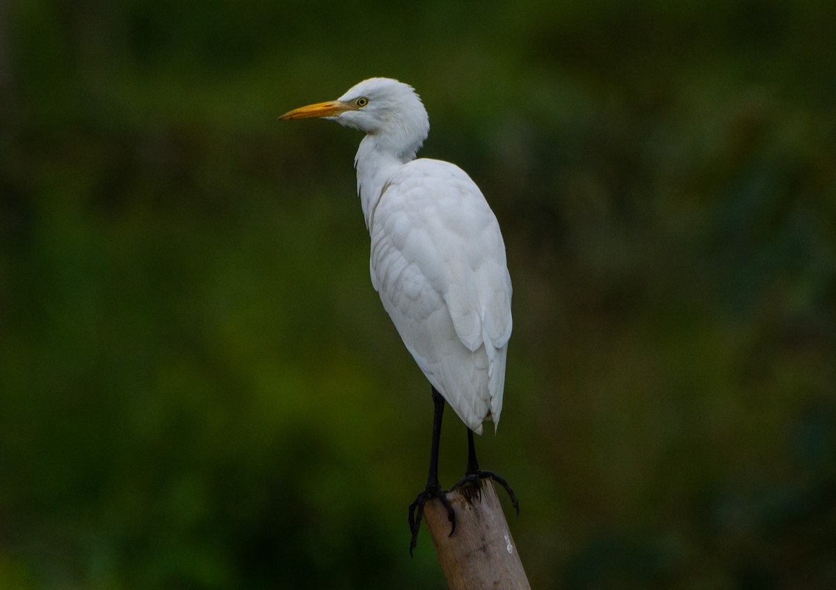 Western Cattle Egret - ML152193351