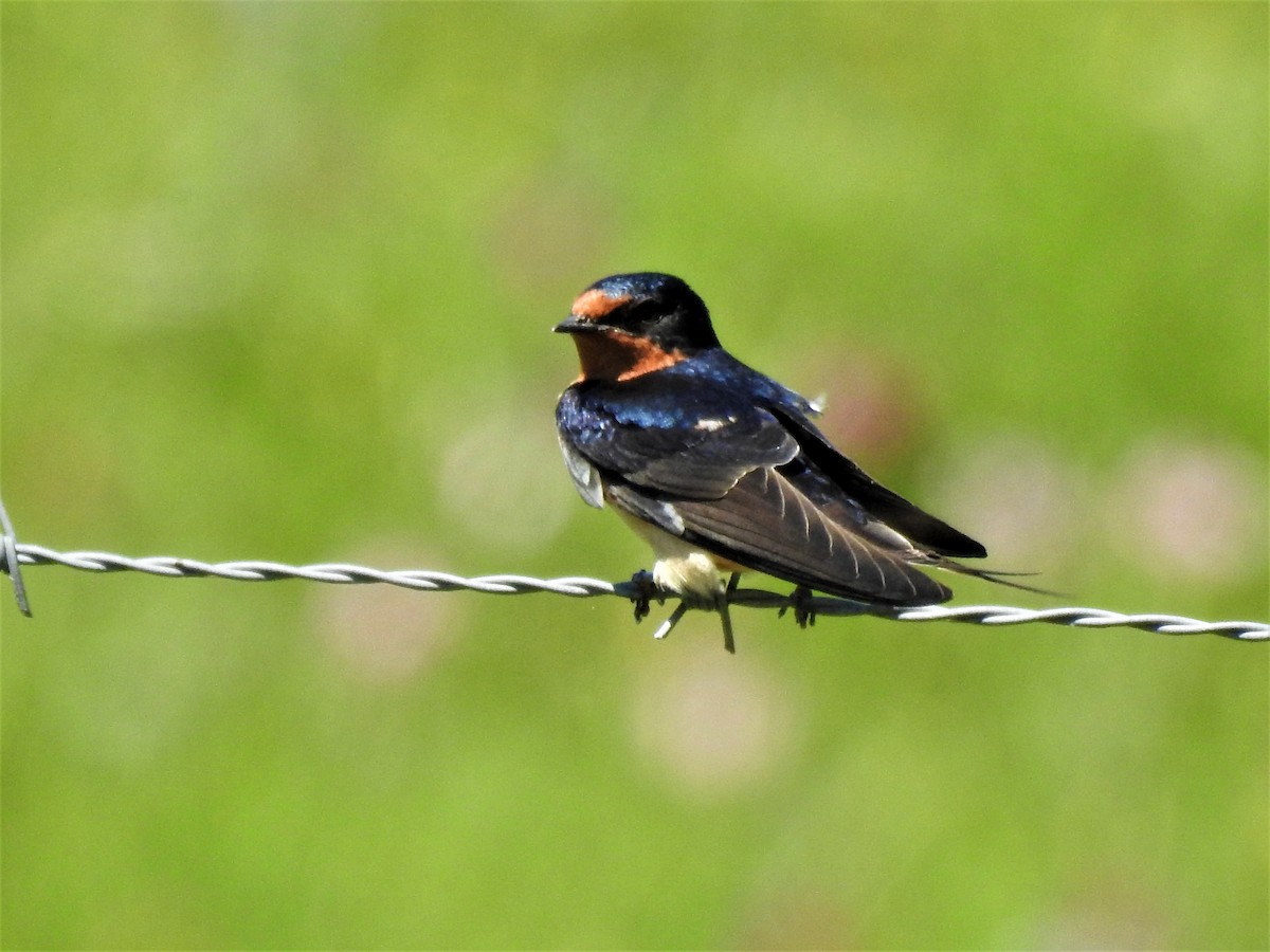 Barn Swallow - ML152193481