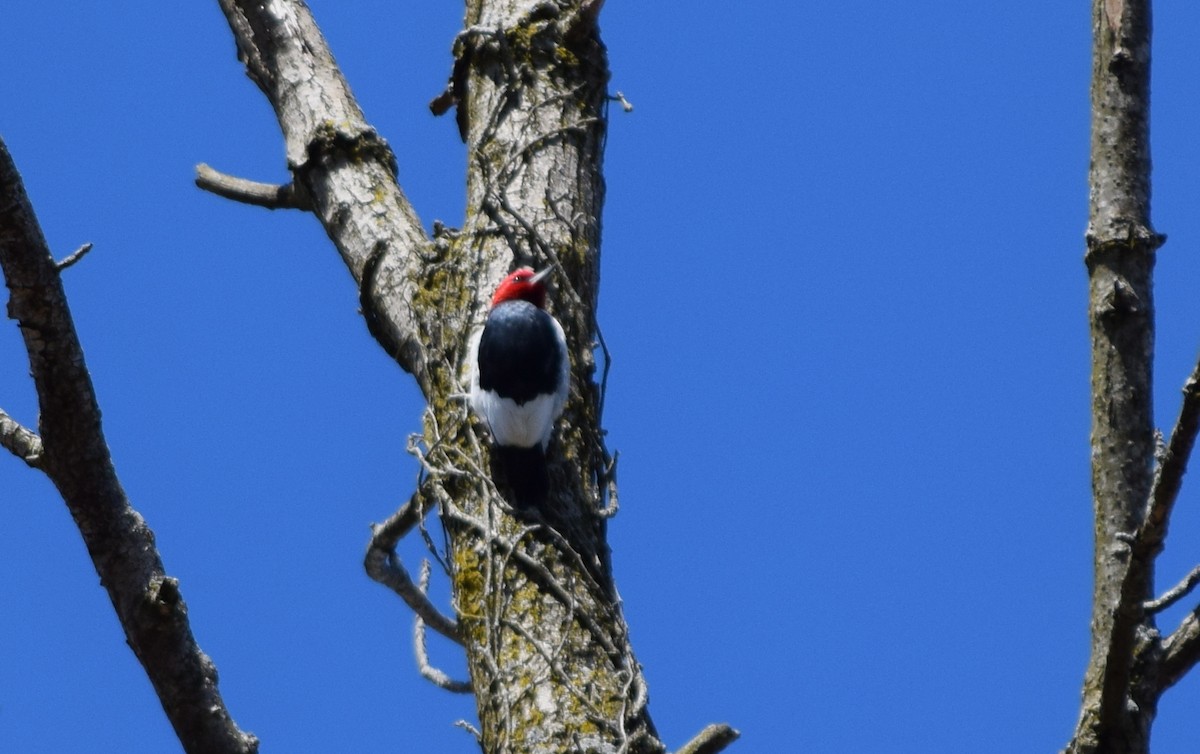 Red-headed Woodpecker - ML152193631