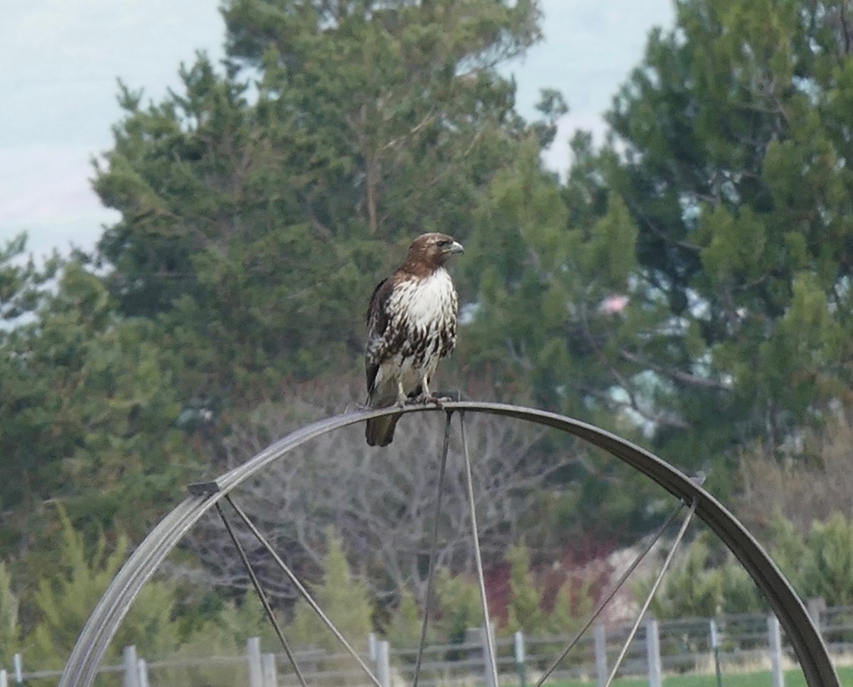 Red-tailed Hawk - ML152194991