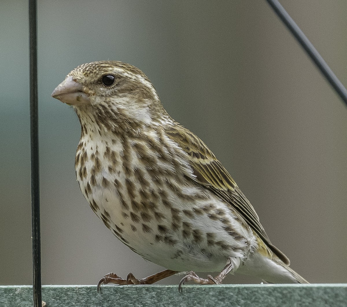 Purple Finch (Eastern) - ML152195011