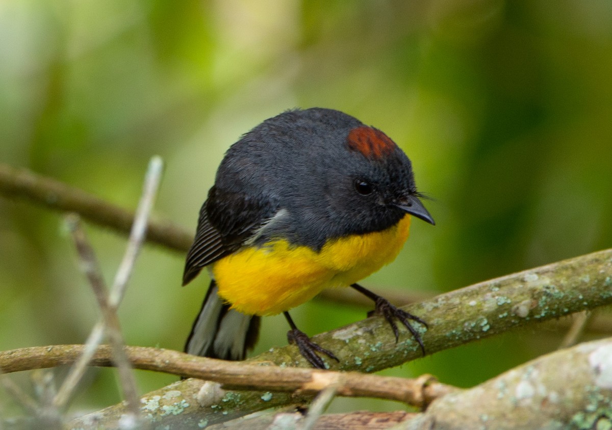 Slate-throated Redstart - ML152195141