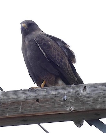 Swainson's Hawk - ML152195221