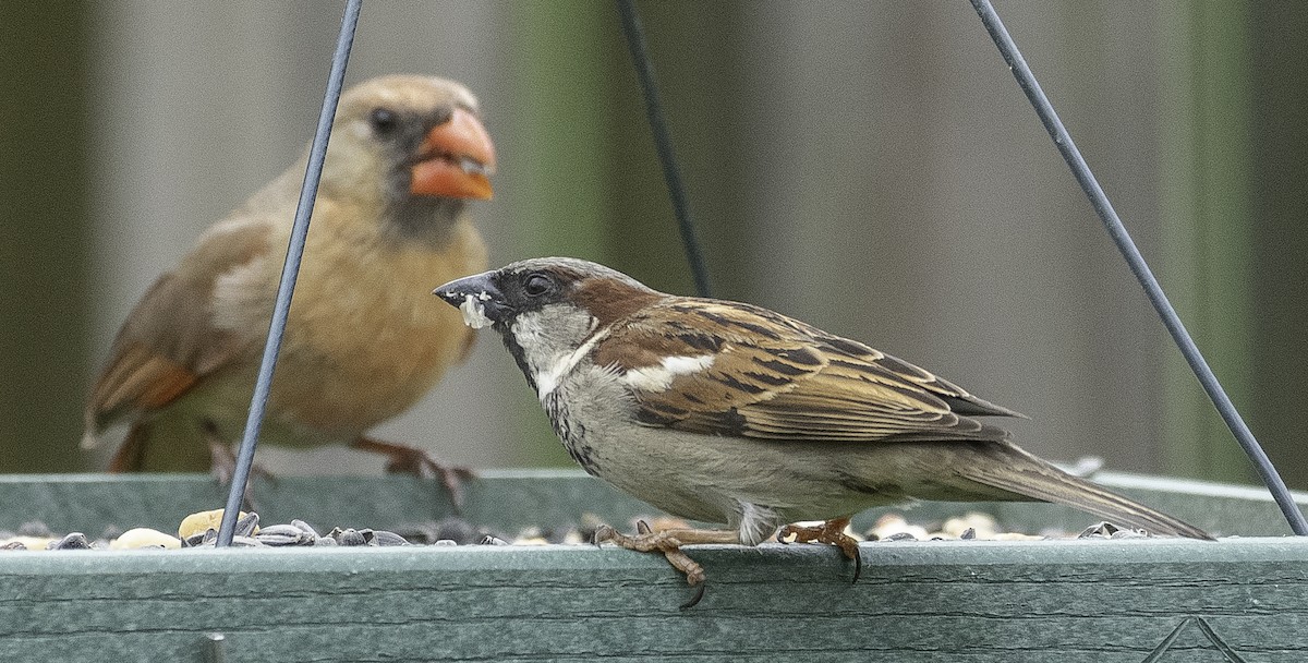 House Sparrow - ML152195321