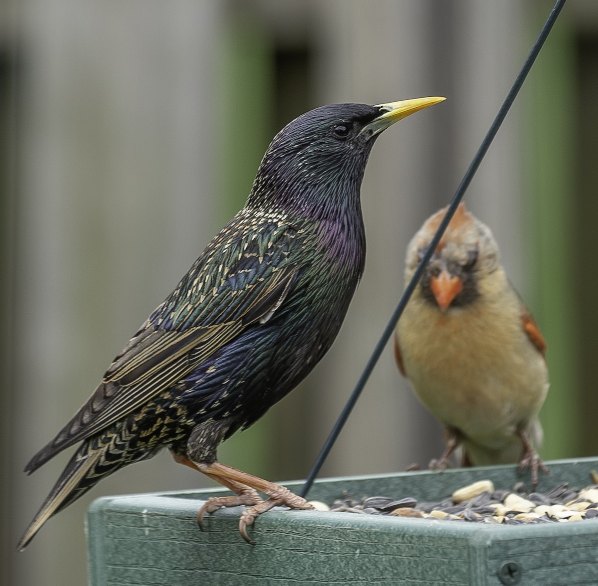 European Starling - ML152195611