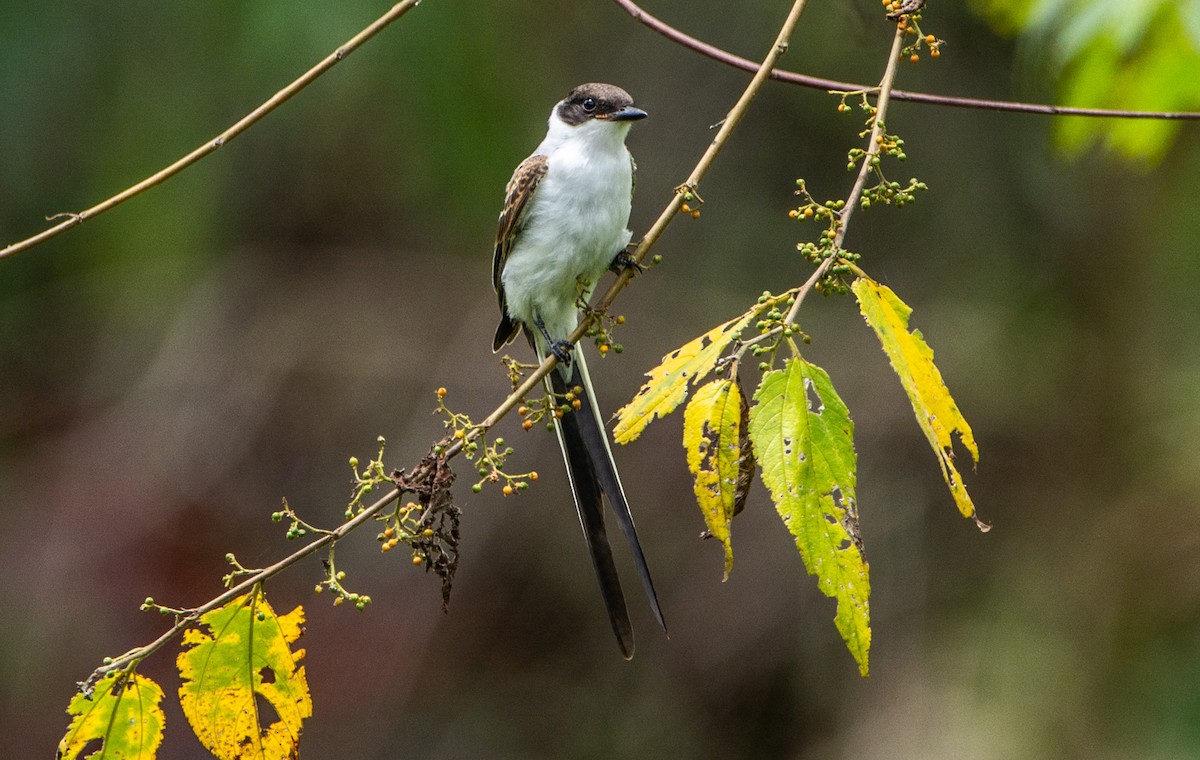 Fork-tailed Flycatcher - ML152195941