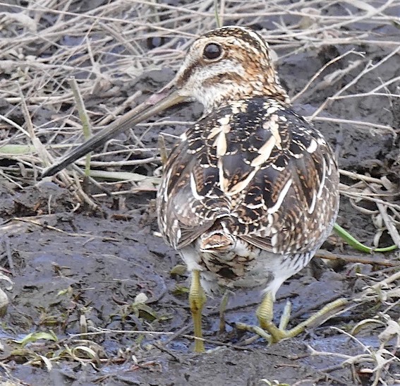 Wilson's Snipe - ML152196041