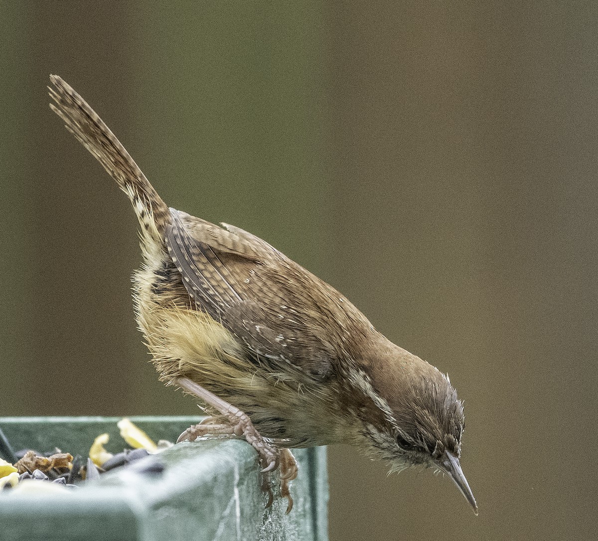 Carolina Wren - Colleen McCloskey