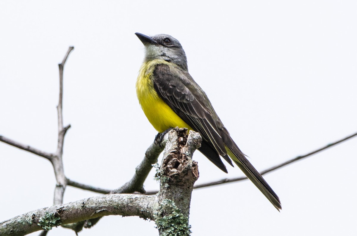 Tropical Kingbird - ML152196101