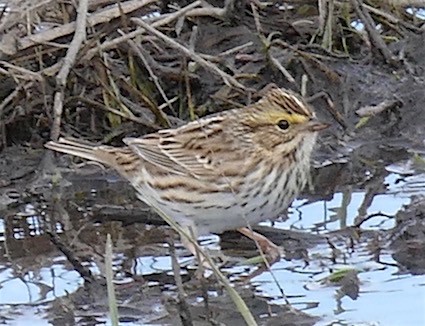 Savannah Sparrow - ML152196161