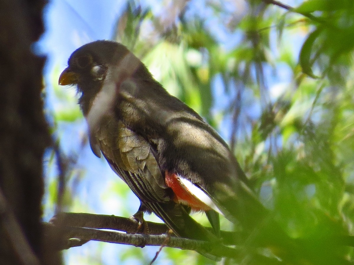 Elegant Trogon - ML152196491