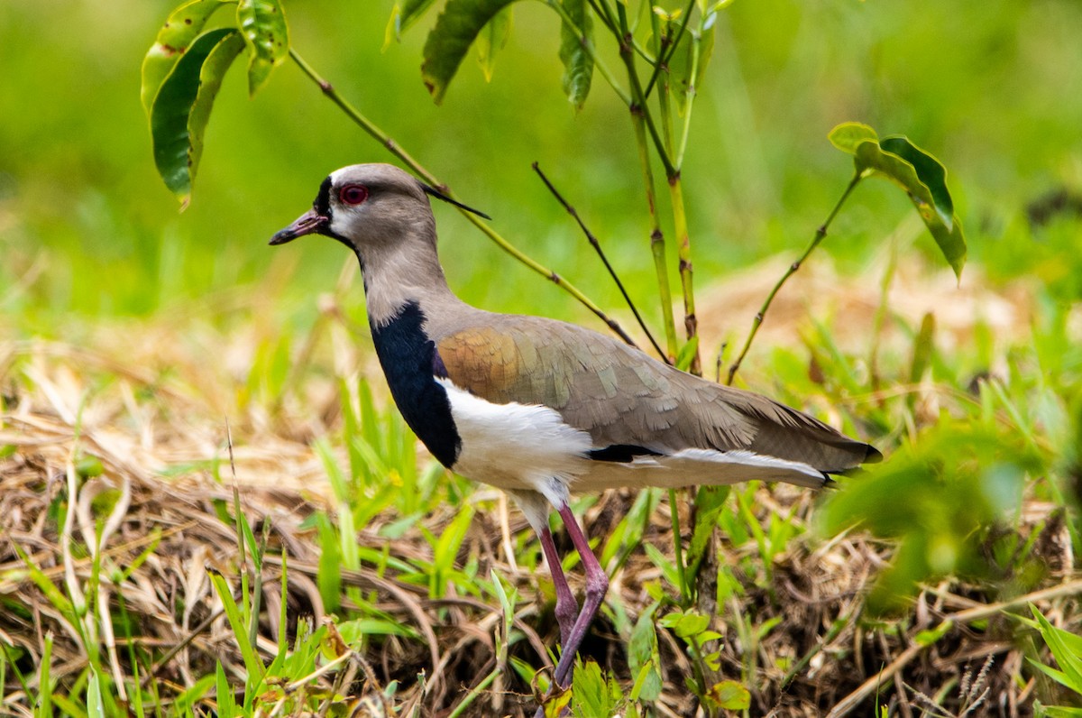 Southern Lapwing - ML152196621