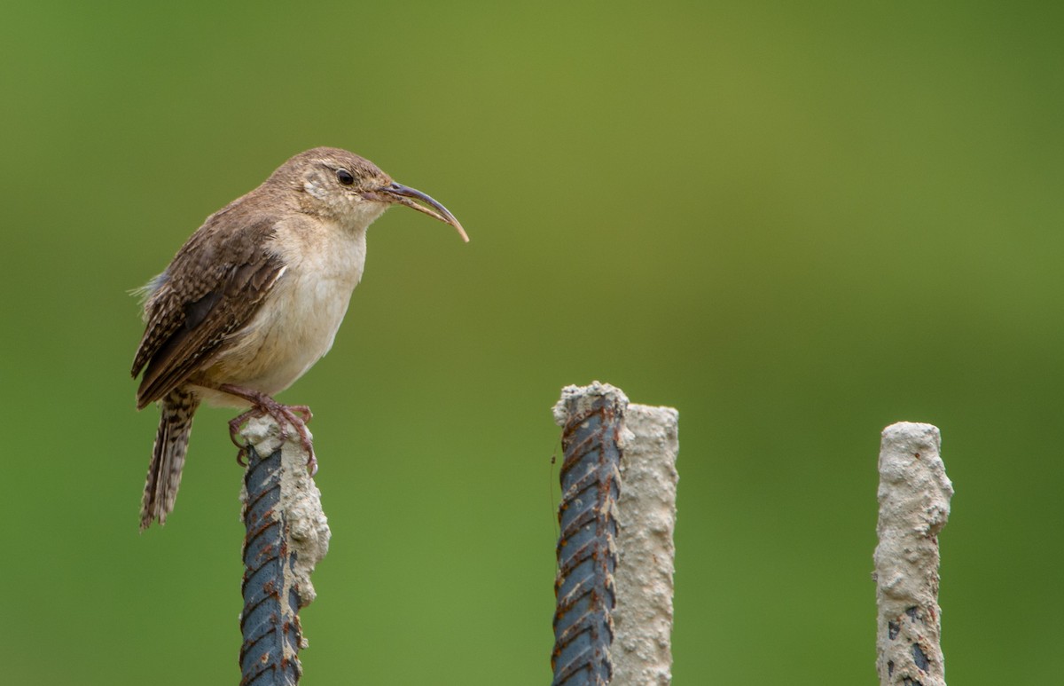 House Wren - ML152196711