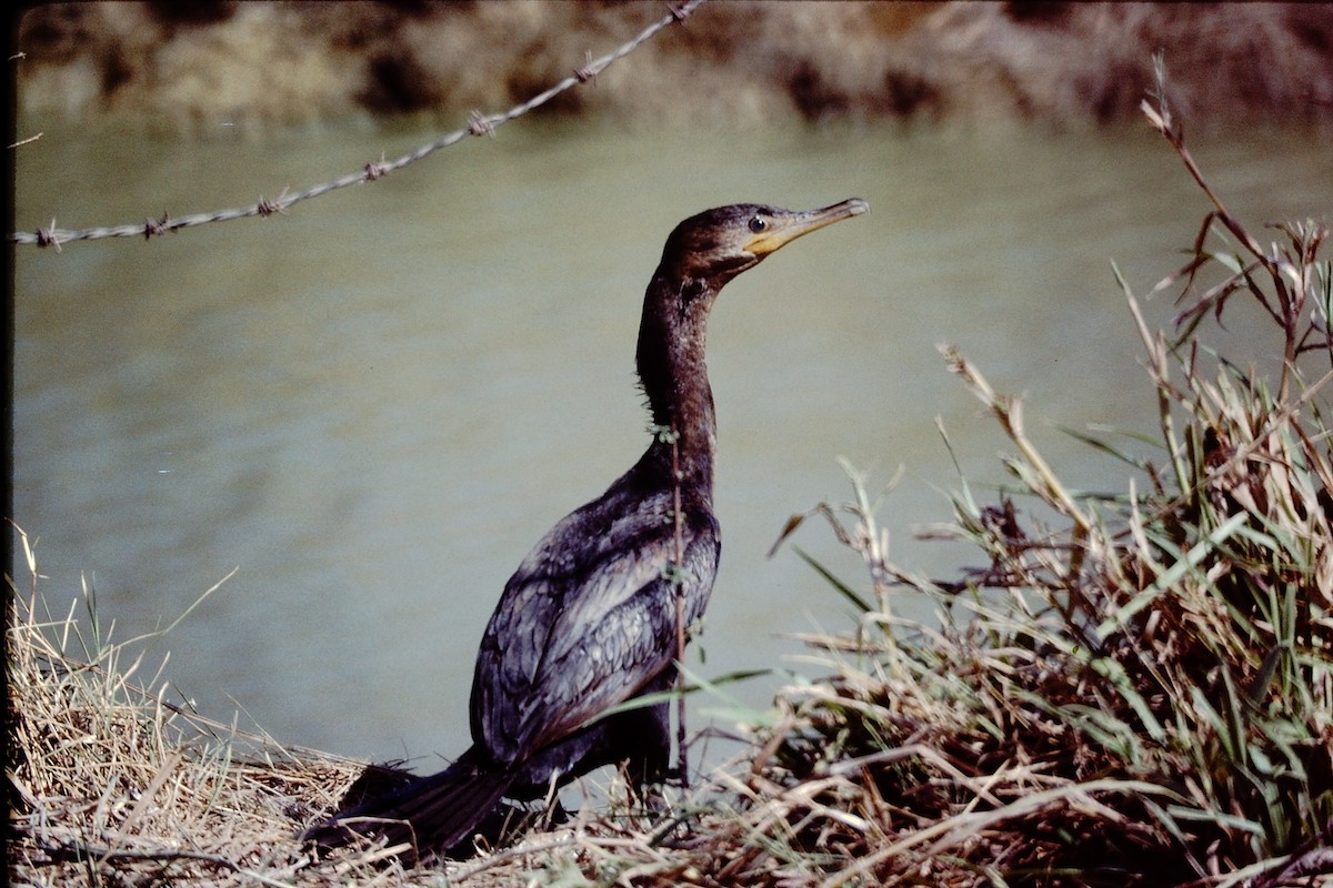 Neotropic Cormorant - ML152196761