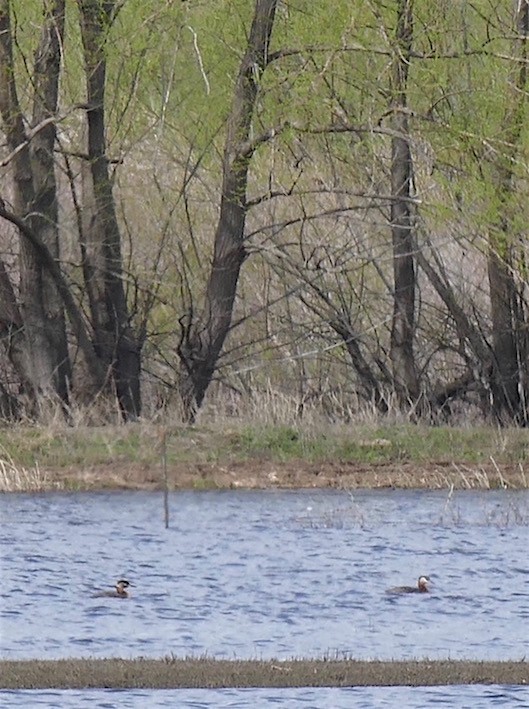 Red-necked Grebe - Dave Trochlell