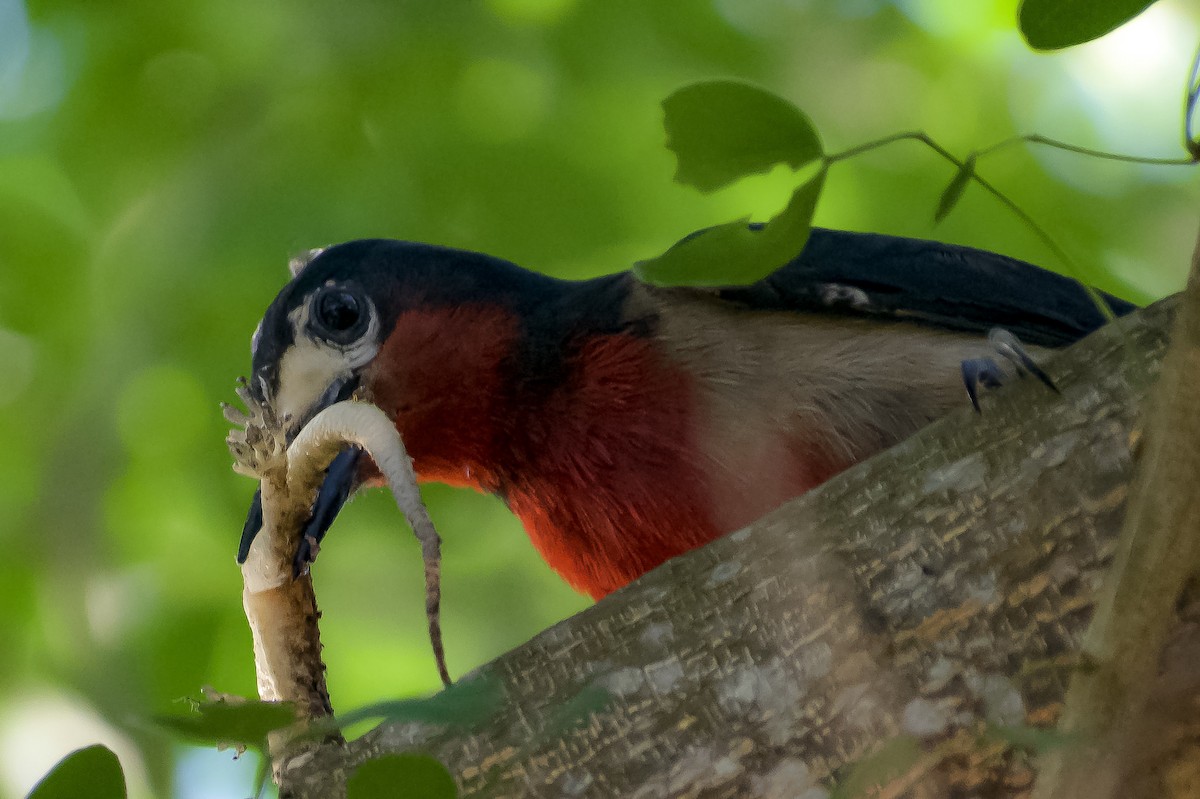 Puerto Rican Woodpecker - ML152198671