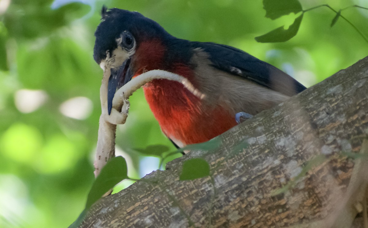 Puerto Rican Woodpecker - ML152198741