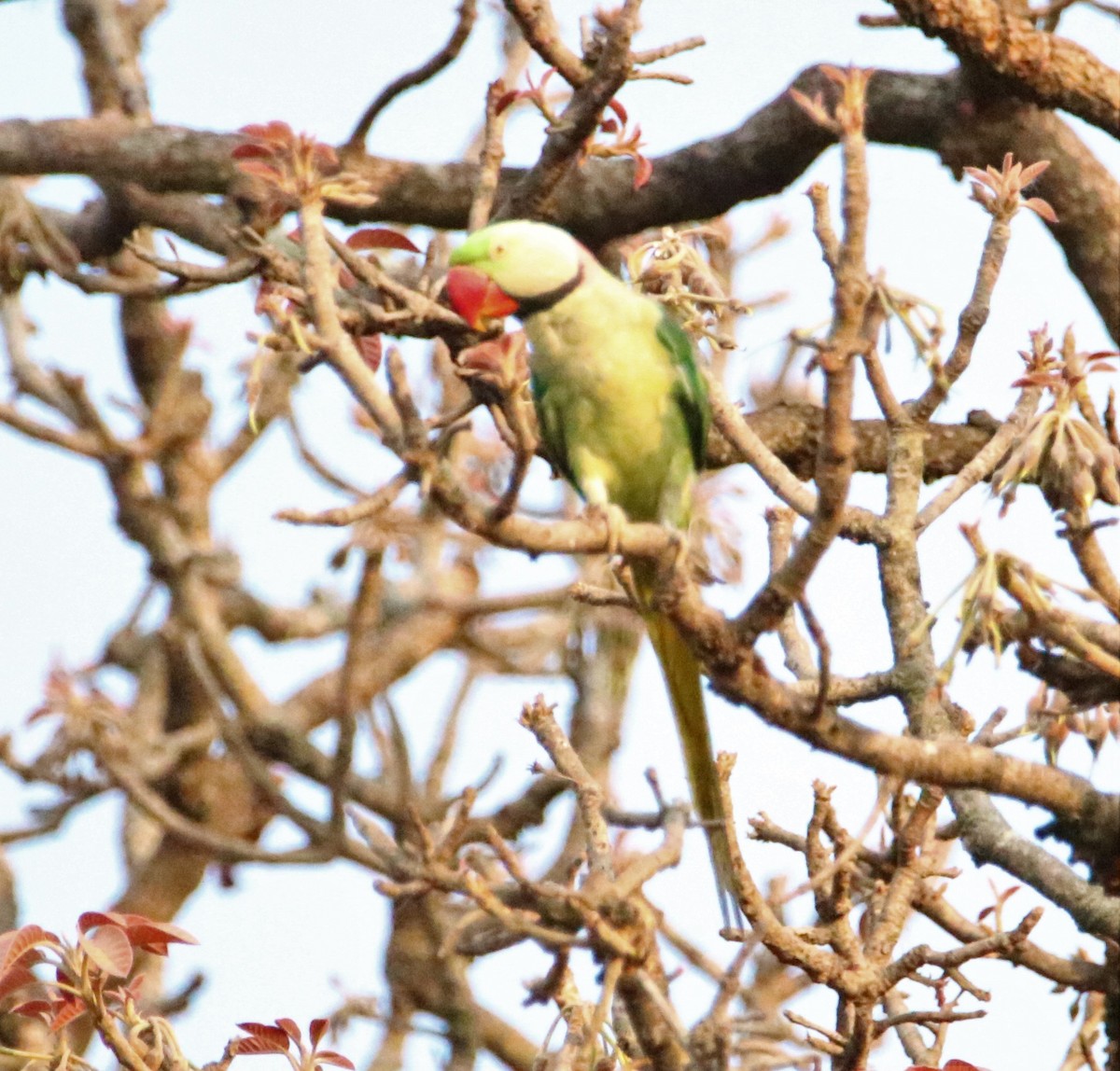 Alexandrine Parakeet - ML152199001