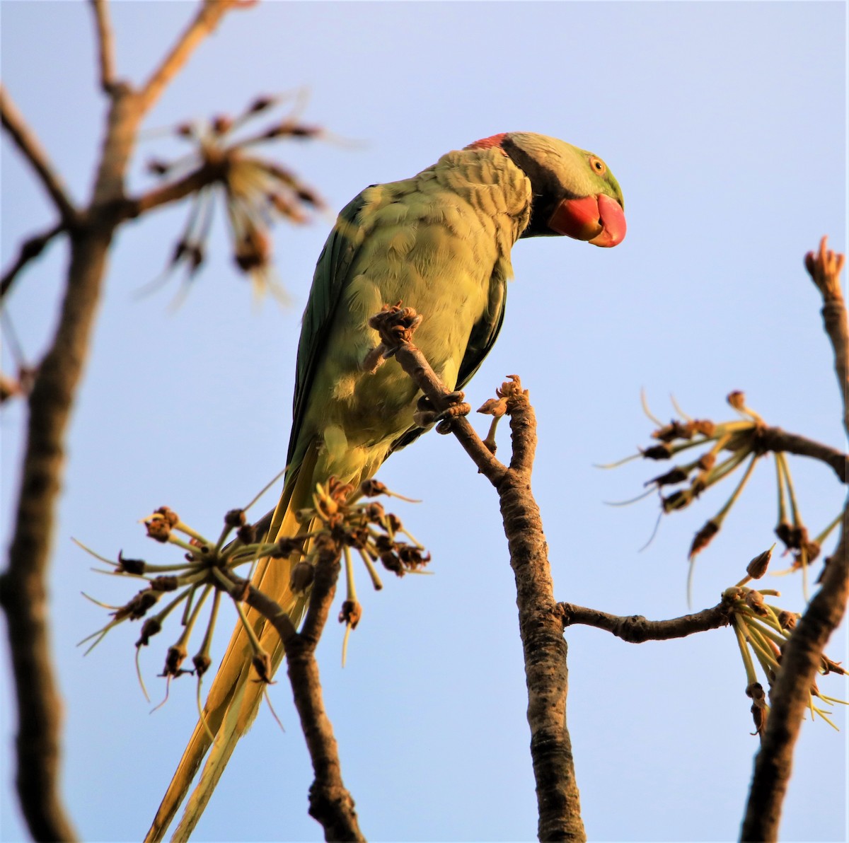 Alexandrine Parakeet - ML152199321