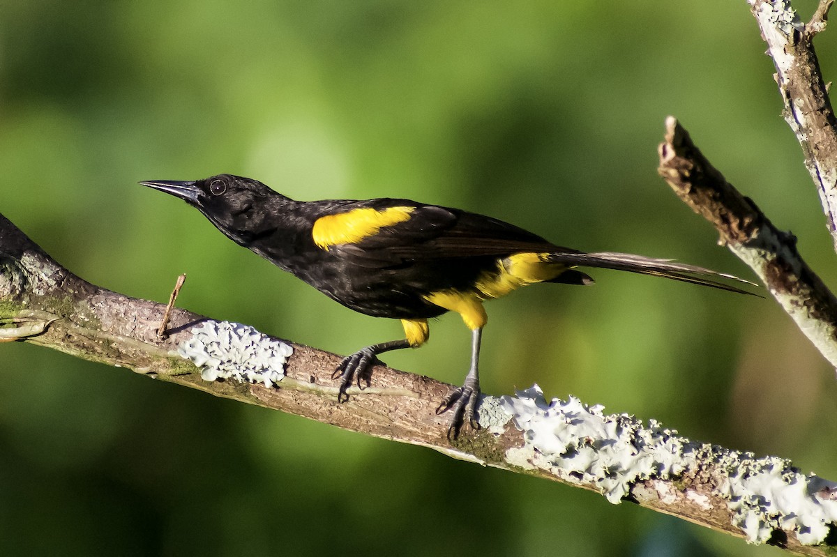 Puerto Rican Oriole - ML152199811