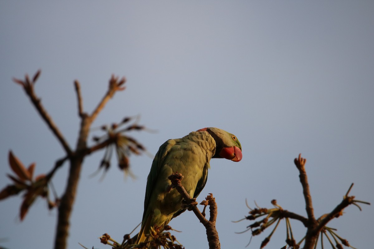 Alexandrine Parakeet - ML152200661