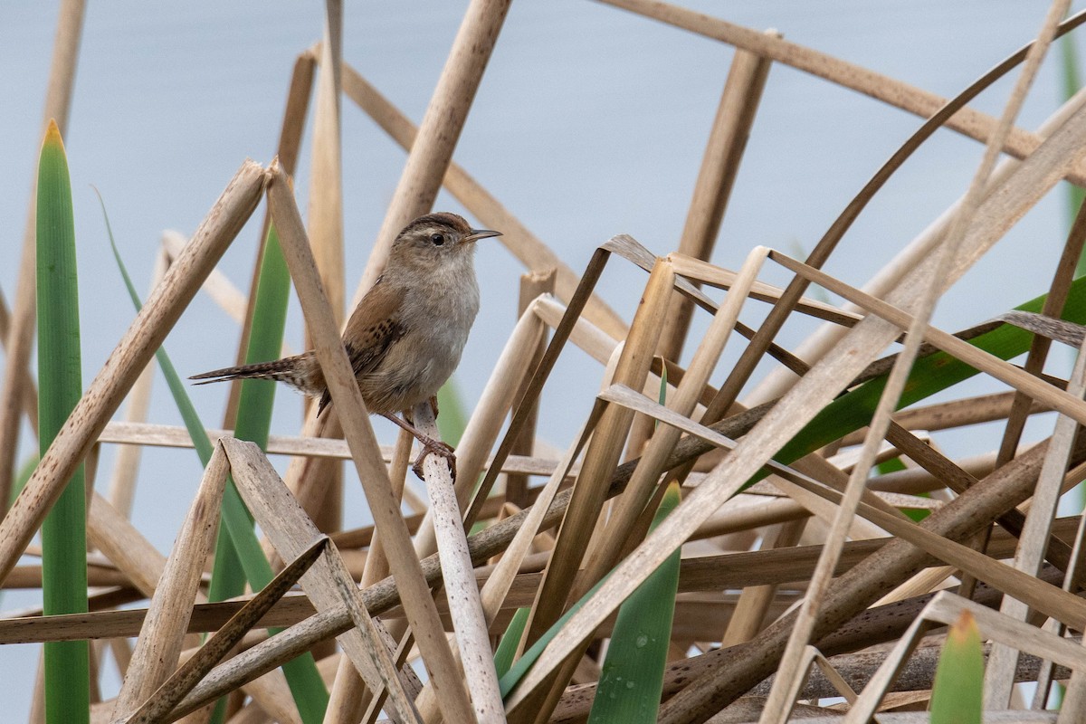 Marsh Wren - ML152201561