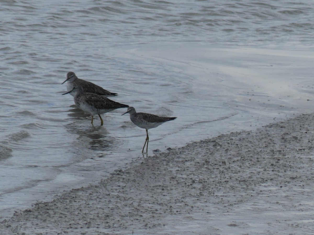 Greater Yellowlegs - ML152201651