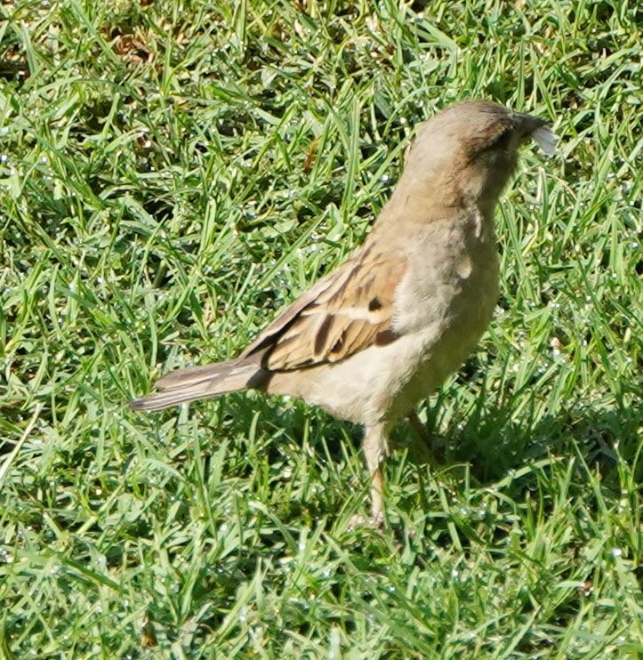 House Sparrow - ML152203161