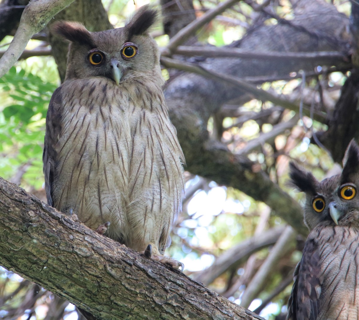 Dusky Eagle-Owl - ML152203571