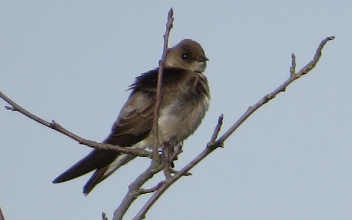 Northern Rough-winged Swallow - ML152203651