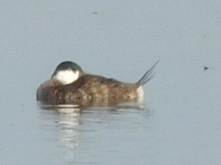 Ruddy Duck - ML152204021