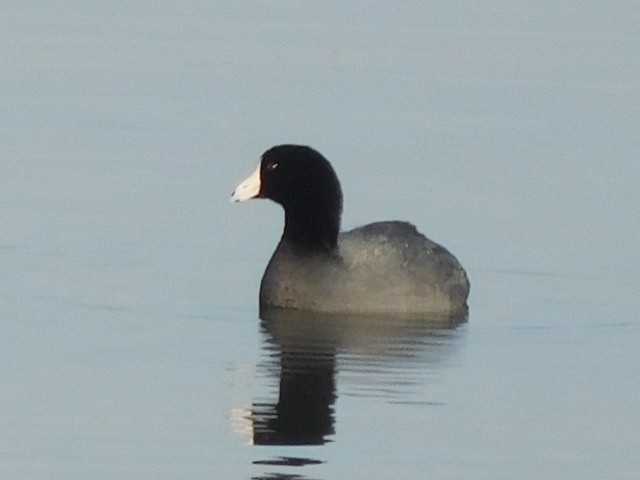 American Coot - ML152204131