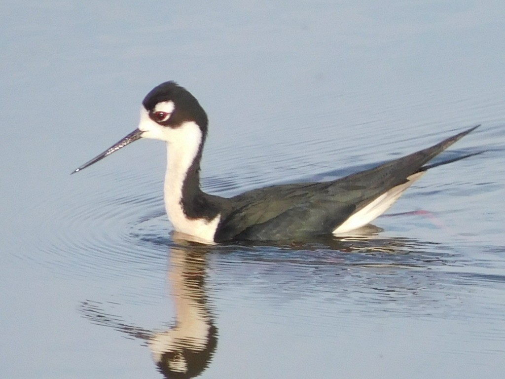 Black-necked Stilt - Hal Johnston