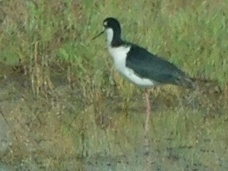 Black-necked Stilt - ML152204261