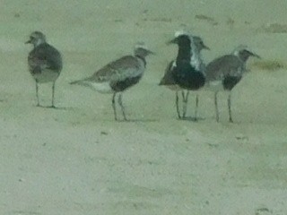 Black-bellied Plover - Hal Johnston