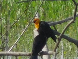 Yellow-headed Blackbird - Hal Johnston