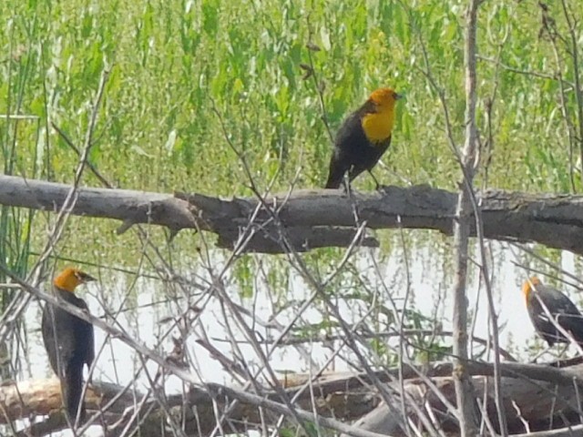 Yellow-headed Blackbird - Hal Johnston