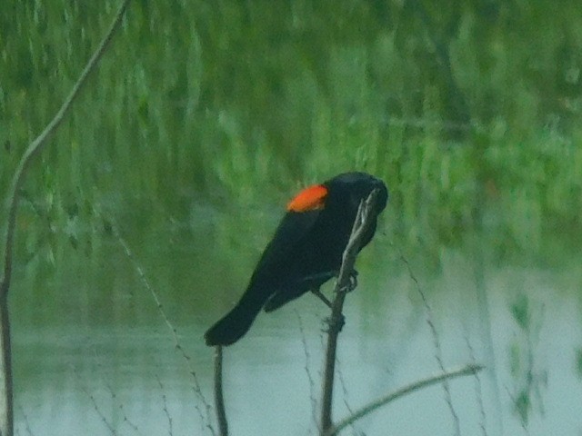 Red-winged Blackbird - Hal Johnston