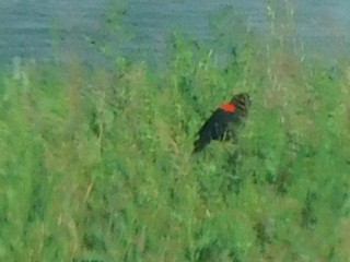 Red-winged Blackbird - Hal Johnston