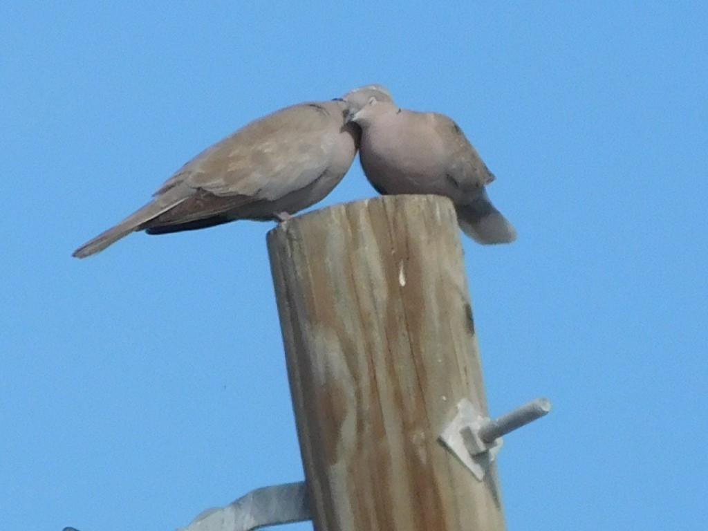 Eurasian Collared-Dove - ML152204841