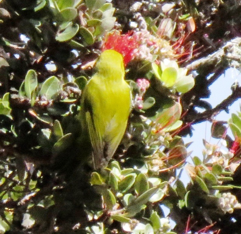 Hawaii-Amakihikleidervogel - ML152204981