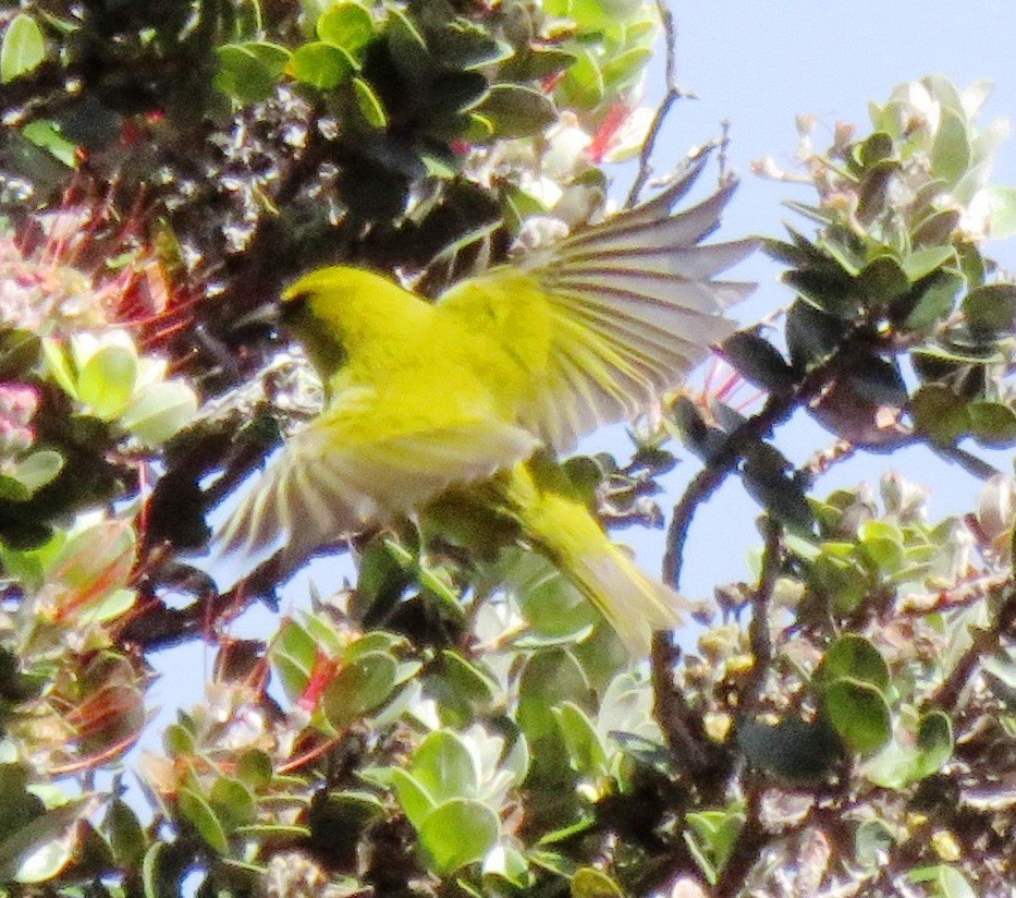 Hawaii-Amakihikleidervogel - ML152204991