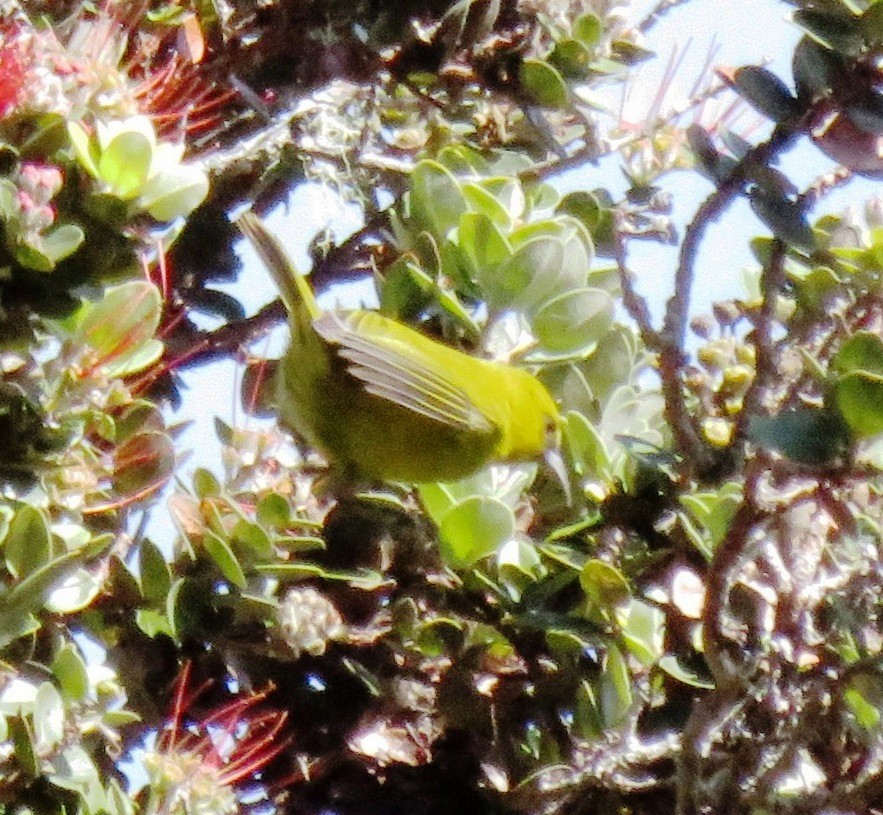 Hawaii-Amakihikleidervogel - ML152205001