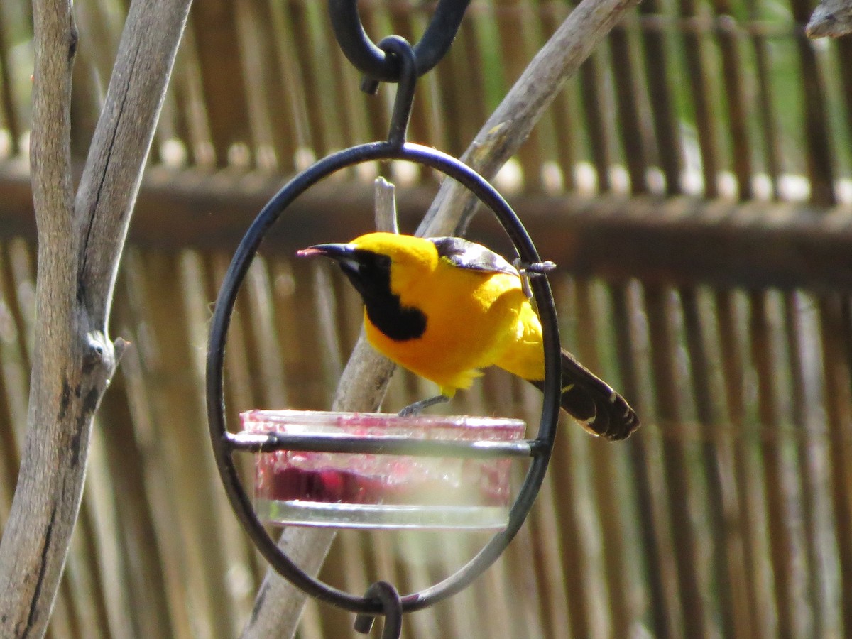 Hooded Oriole - ML152206331