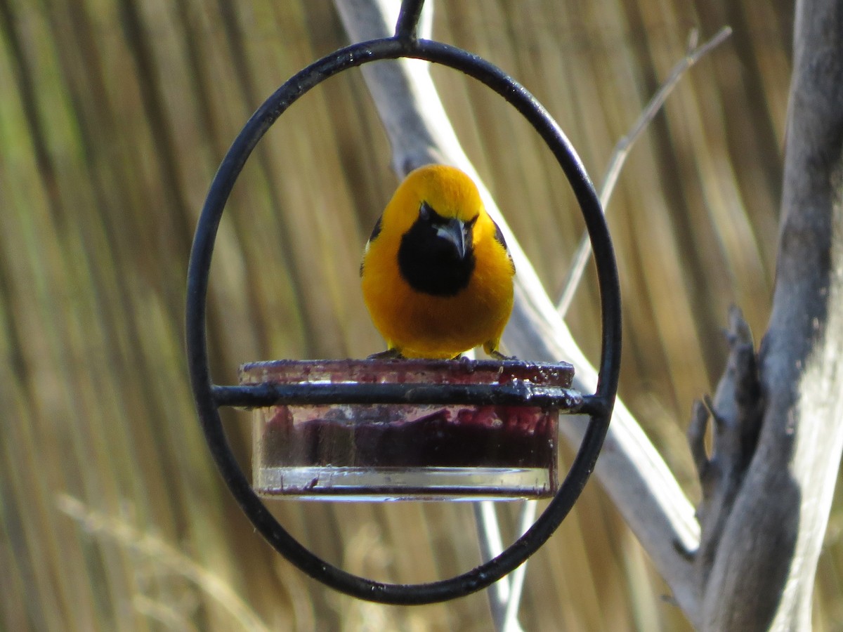 Hooded Oriole - ML152206381