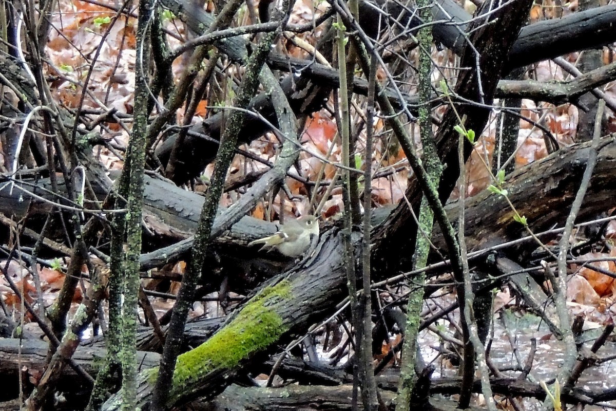 Ruby-crowned Kinglet - ML152206491