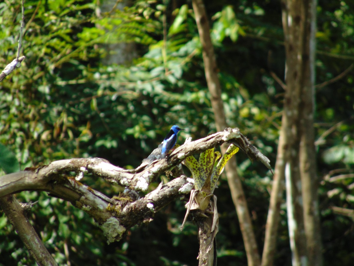 Red-legged Honeycreeper - ML152206571